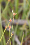 Fringed beaksedge